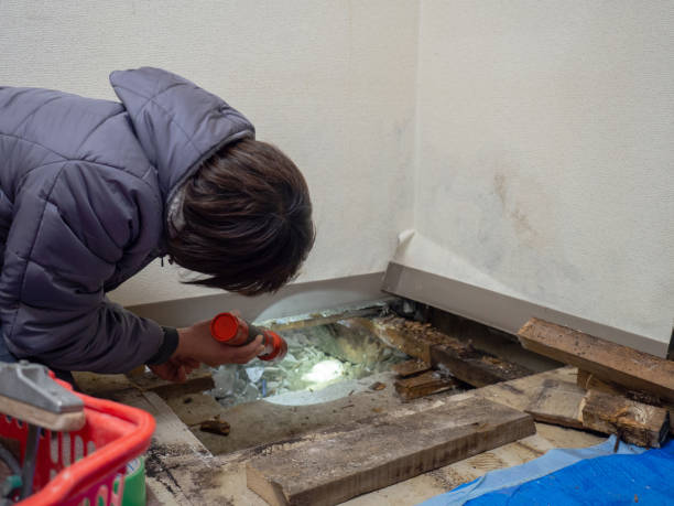 Best Dehumidification Services  in St Albans, VT