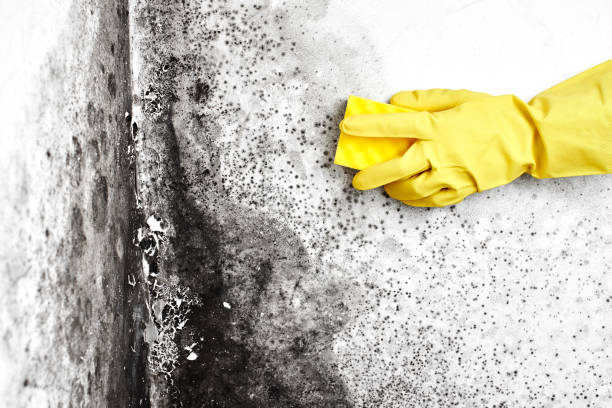 Best Airborne Mold Testing  in St Albans, VT