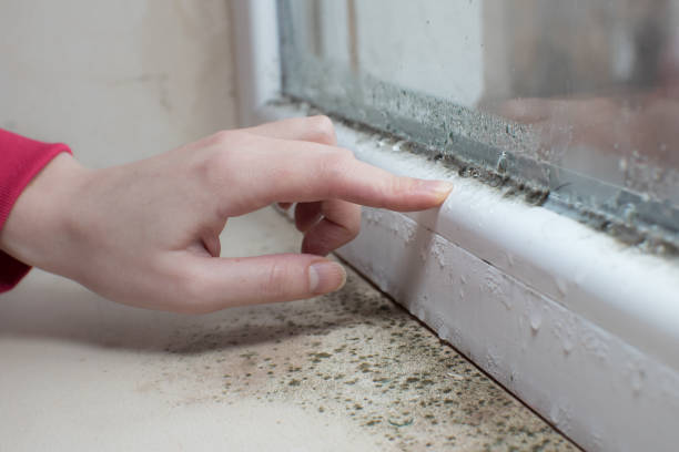 Best Mold Remediation for Healthcare Facilities  in St Albans, VT