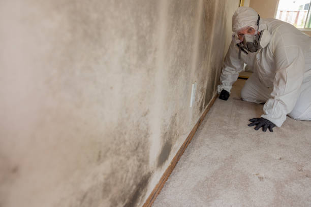 St Albans, VT Mold Removal Company
